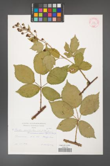 Rubus constrictus [KOR 29270]