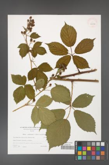 Rubus constrictus [KOR 40599]