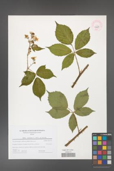 Rubus constrictus [KOR 44687]