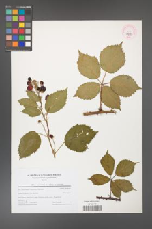 Rubus constrictus [KOR 44716]
