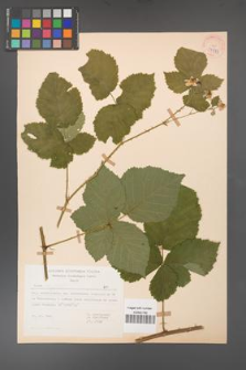 Rubus corylifolius [KOR 37973]