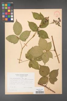 Rubus corylifolius [KOR 31532]