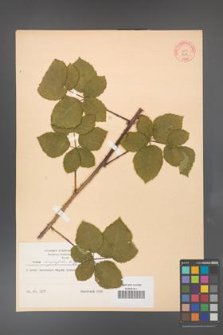 Rubus corylifolius [KOR 8673]