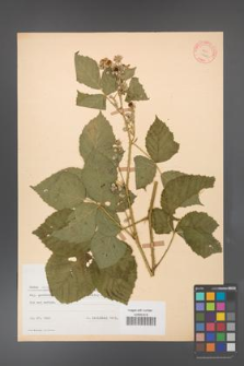 Rubus corylifolius [KOR 10625]