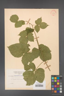 Rubus corylifolius [KOR 31522]