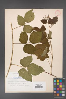 Rubus corylifolius [KOR 30996]