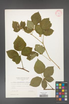 Rubus corylifolius [KOR 6430]