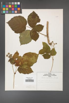 Rubus corylifolius [KOR 50738]