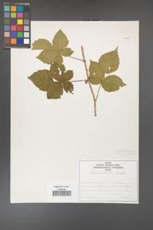 Rubus corylifolius [KOR 50749]