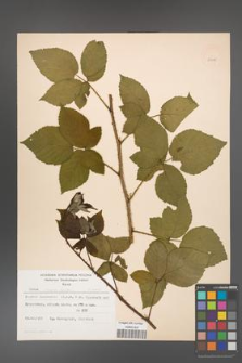 Rubus chaerophylloides [KOR 52489]