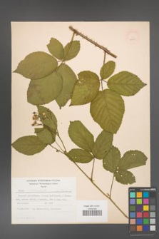 Rubus chaerophylloides [KOR 52501]