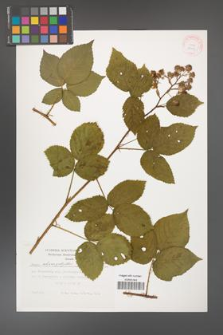 Rubus chaerophylloides [KOR 29453]