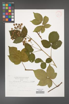 Rubus chaerophylloides [KOR 29457]