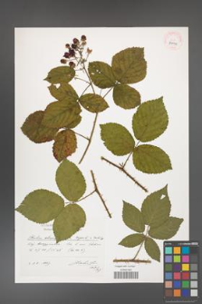 Rubus chaerophylloides [KOR 39055]