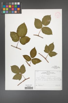 Rubus chaerophylloides [KOR 52004]