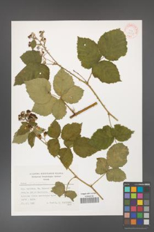 Rubus corylifolius [KOR 24903]