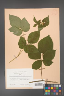 Rubus corylifolius [KOR 31432]
