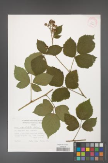 Rubus capitulatus [KOR 29465]