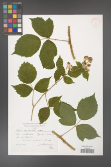 Rubus capitulatus [KOR 38313]