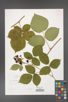 Rubus capitulatus [KOR 32419]