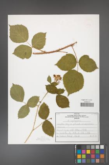 Rubus capitulatus [KOR 50137]