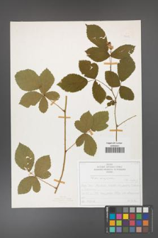 Rubus corylifolius [KOR 50212]