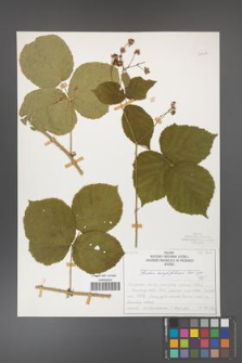 Rubus corylifolius [KOR 50707]