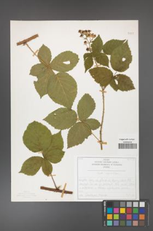 Rubus corylifolius [KOR 50729]