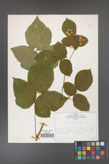 Rubus corylifolius [KOR 50727]