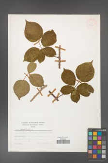 Rubus corylifolius [KOR 24911]