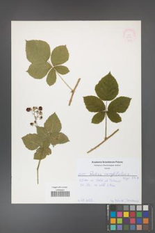 Rubus corylifolius [KOR 52147]