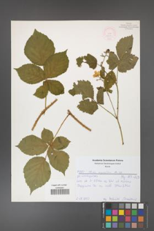 Rubus corylifolius [KOR 52180]