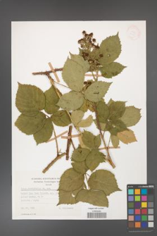 Rubus corylifolius [KOR 28015]