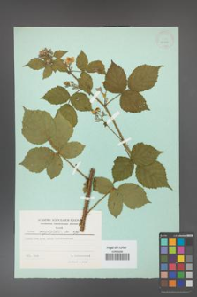 Rubus corylifolius [KOR 23713]