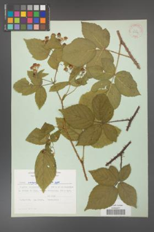 Rubus corylifolius [KOR 30994]