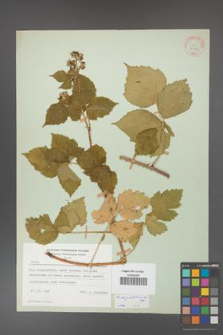 Rubus corylifolius [KOR 30989]