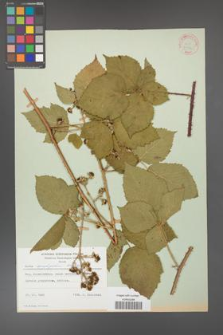 Rubus corylifolius [KOR 31372]
