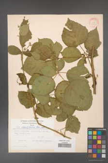 Rubus corylifolius [KOR 30992]