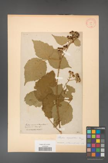 Rubus corylifolius [KOR 54a]