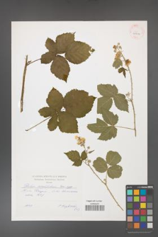 Rubus corylifolius [KOR 41011]