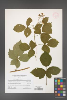 Rubus corylifolius [KOR 44544]