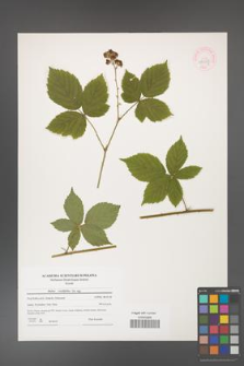 Rubus corylifolius [KOR 44547]