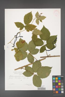 Rubus corylifolius [KOR 29568]