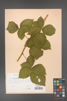 Rubus corylifolius [KOR 23831]