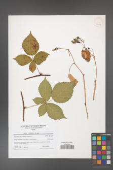 Rubus corylifolius [KOR 41181]