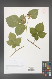 Rubus corylifolius [KOR 46221]