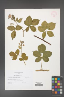 Rubus corylifolius [KOR 46227]
