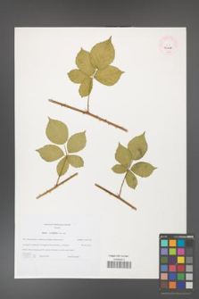 Rubus corylifolius [KOR 46228]