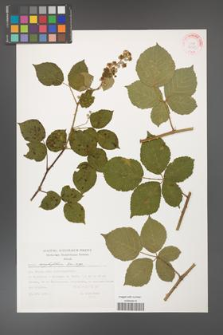 Rubus corylifolius [KOR 32349]