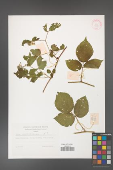 Rubus corylifolius [KOR 32295]